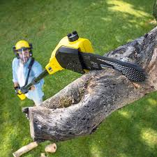 How Our Tree Care Process Works  in  West Hamburg, PA