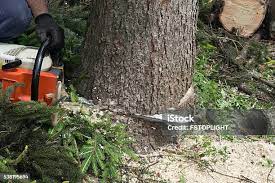  West Hamburg, PA Tree Care Pros