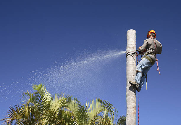 Reliable West Hamburg, PA Tree Care Solutions