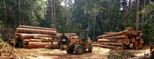Best Firewood Processing and Delivery  in West Hamburg, PA