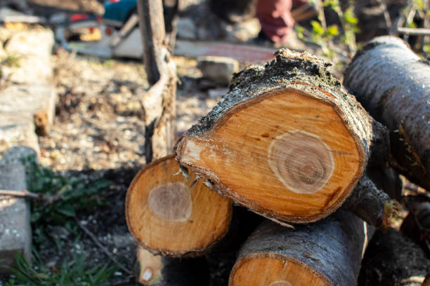 Best Tree Trimming and Pruning  in West Hamburg, PA