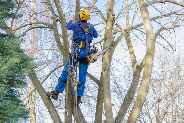 Best Tree Cabling and Bracing  in West Hamburg, PA