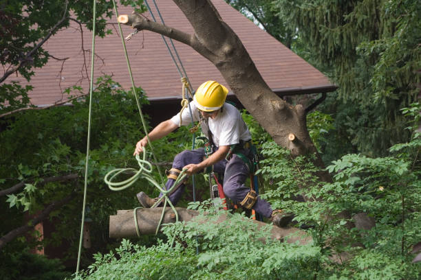 Best Tree Preservation Services  in West Hamburg, PA