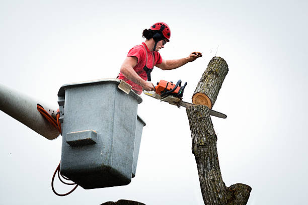 Best Storm Damage Tree Cleanup  in West Hamburg, PA